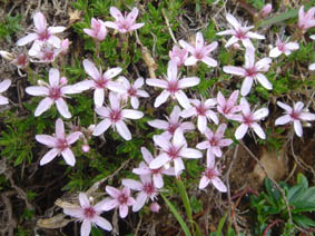 Arenaria purpurascens